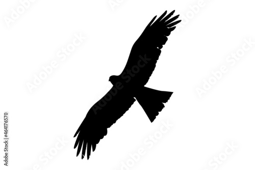 Eagle in flight isolated. Flying birds. One bird of prey illustration. Black icon on a white background. Vector.