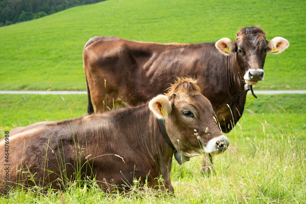 Happy cows on a paddock in the swiss jura hills Happy cows on a paddock in the swiss jura hills