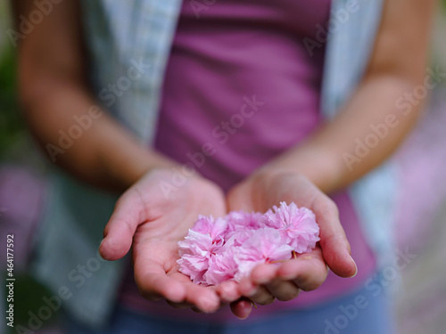 Blooming sakura tree, pink sakura flower in hands of woman, atmosphere of unity with nature, delicate flower in her hand