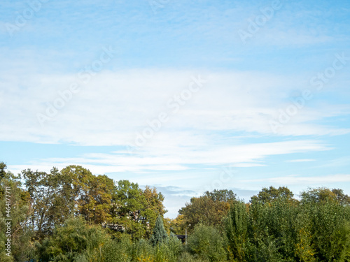 VIew of top of tree and clouds on blue sky