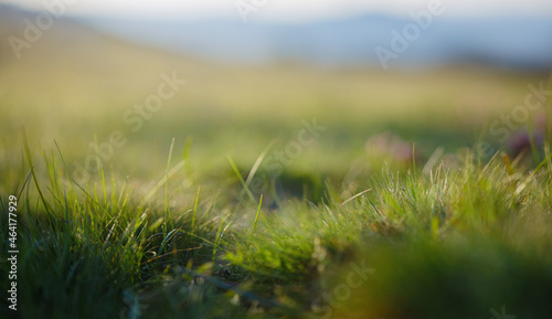 beautiful natural landscape - alpine meadow. Close-up grass with sunbeams. Beautiful nature landscape with sun flares.