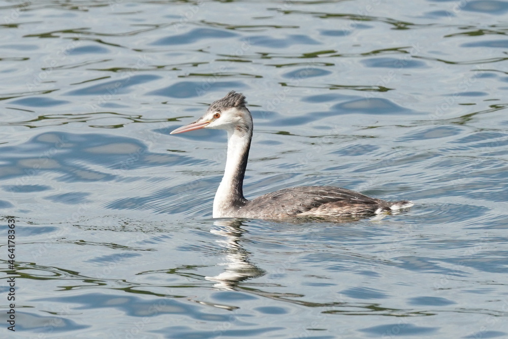 great crested grebe in the sea