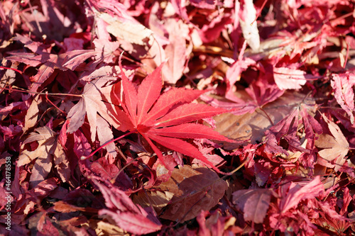 紅葉の落ち葉、枯れ葉の絨毯に新しく落ちたモミジの葉