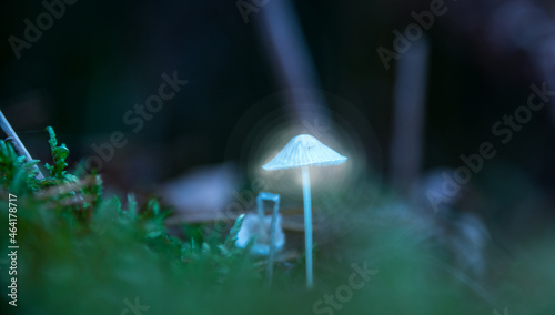 Glowing Tiny Mushroom Macro Photograph