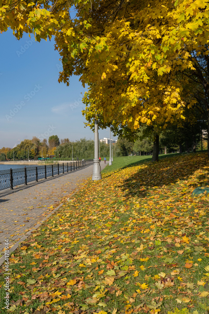 Naklejka premium A branch of a yellow maple tree with fallen leaves on green grass.