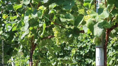 Vineyard with white ripe grapes on branches on a sunny day 