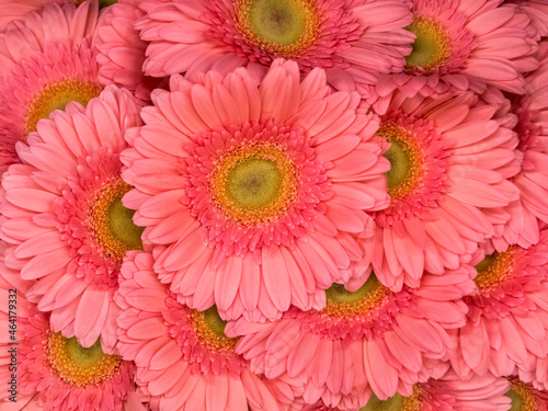 Bright Pink Flower Closeup for a Background