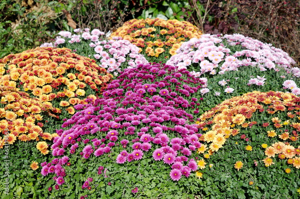 Colorful chrysanthemums on a flower bed in the autumn garden