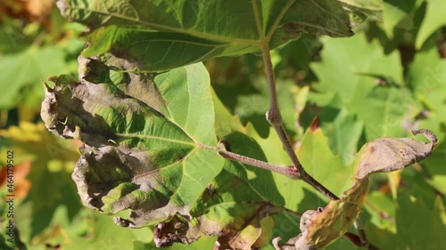 Close-up of disease on green Plane leaves on branch. Downy mildew on Platanus occidentalis tree