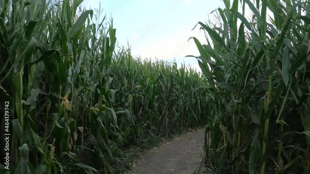 Halloween Corn Field Maze. POV action shot in 4K. Halloween Corn Field Maze. POV action shot in 4K.