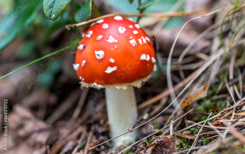 Amanita Muscaria Toadstool Mushroom in a Baltic Forest