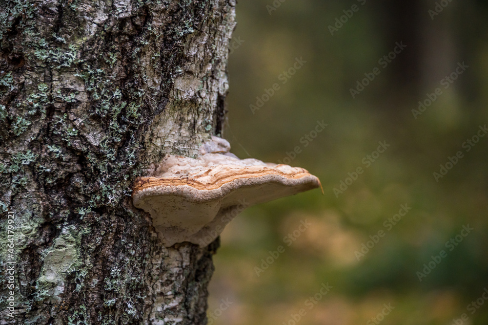 Beautiful Mushroom Closeup in a Forest in Latvia Beautiful Mushroom Closeup in a Forest in Latvia