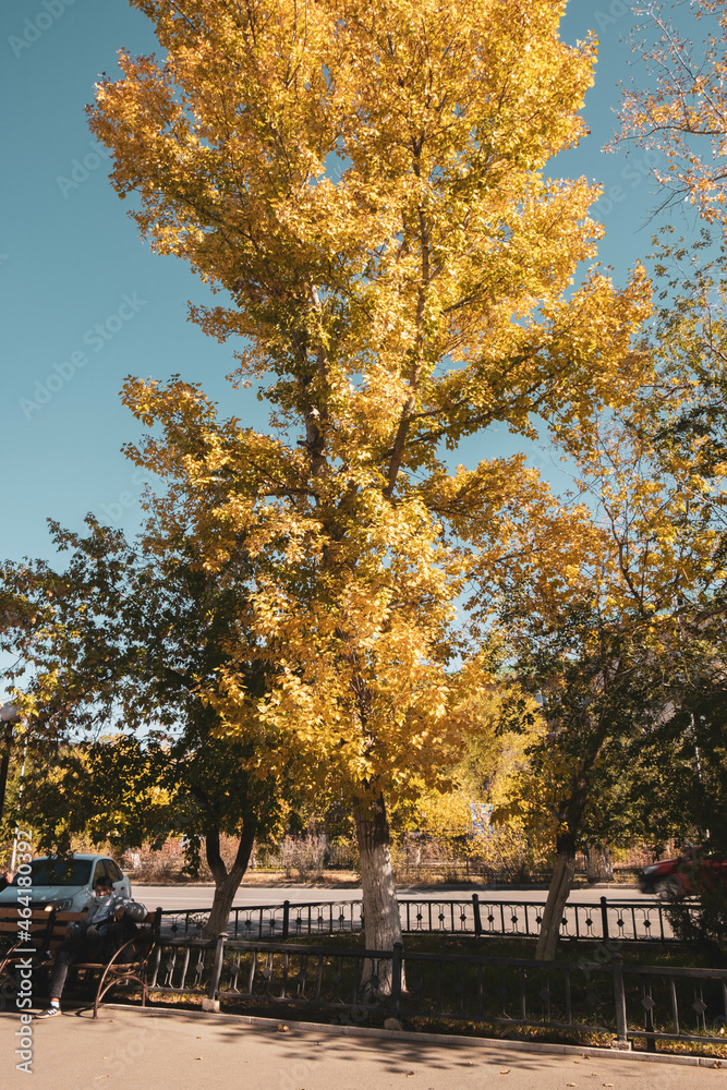Autumn city. Golden autumn. Yellow leaves on trees Autumn city. Golden autumn. Yellow leaves on trees