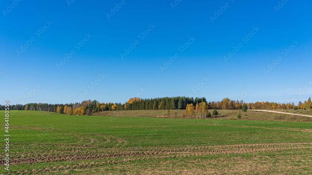 The rural landscape in the fall. Traces of tractor tyres in the cereal field.