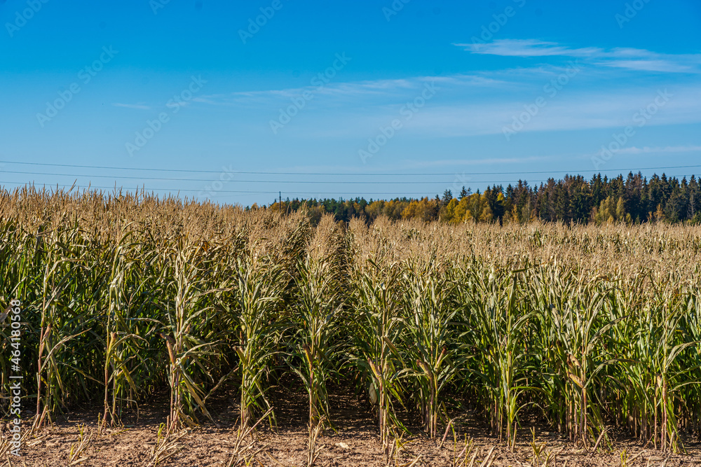 Corn field in the fall. Horizon lines. Corn field in the fall. Horizon lines.