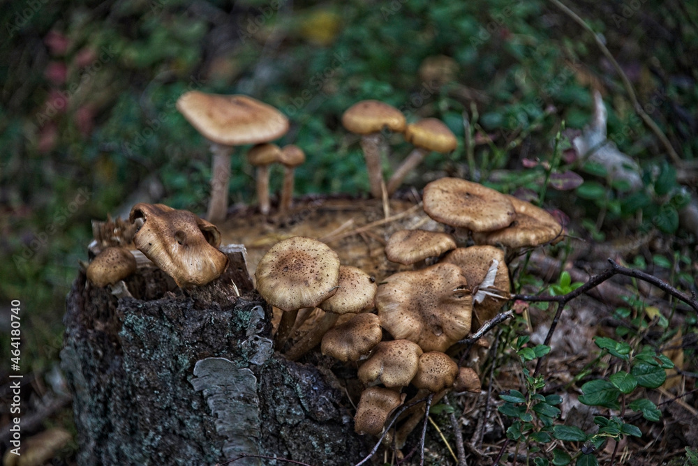 Beautiful Mushroom Closeup in a Forest in Latvia Beautiful Mushroom Closeup in a Forest in Latvia