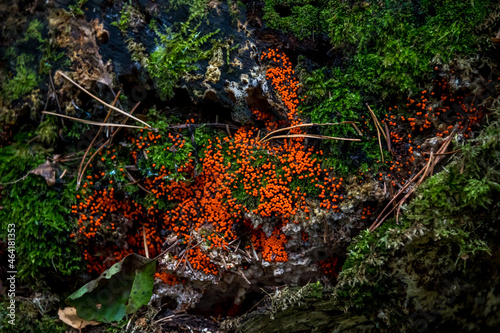 Orange Slime Growing on a Tree Stump in a Forest in Latvia