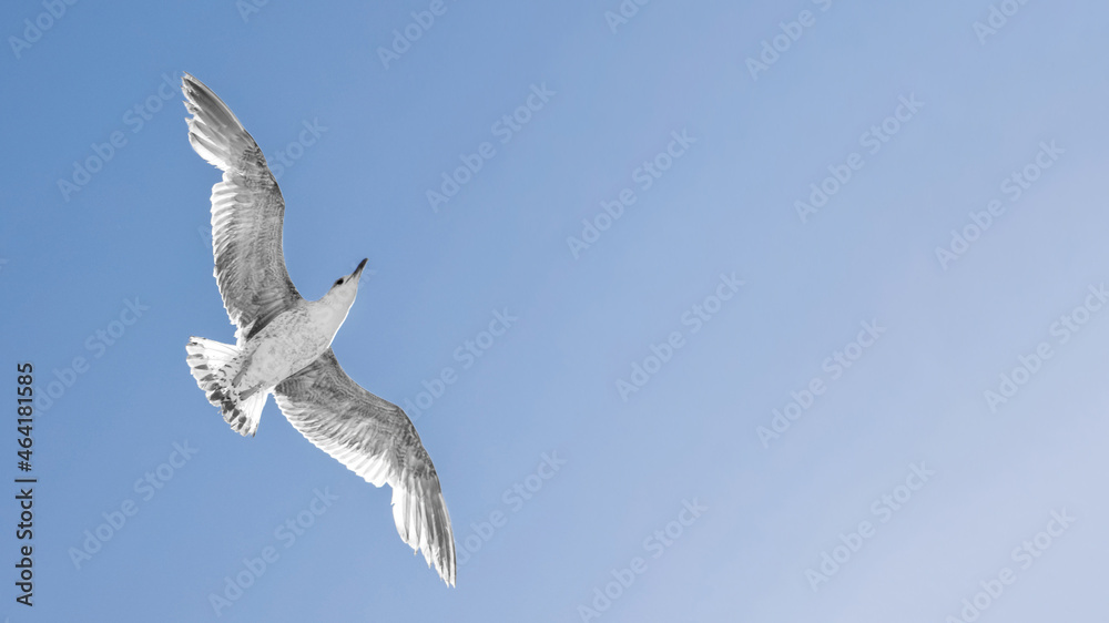 Obraz premium White seagull in the sky and the inscription 