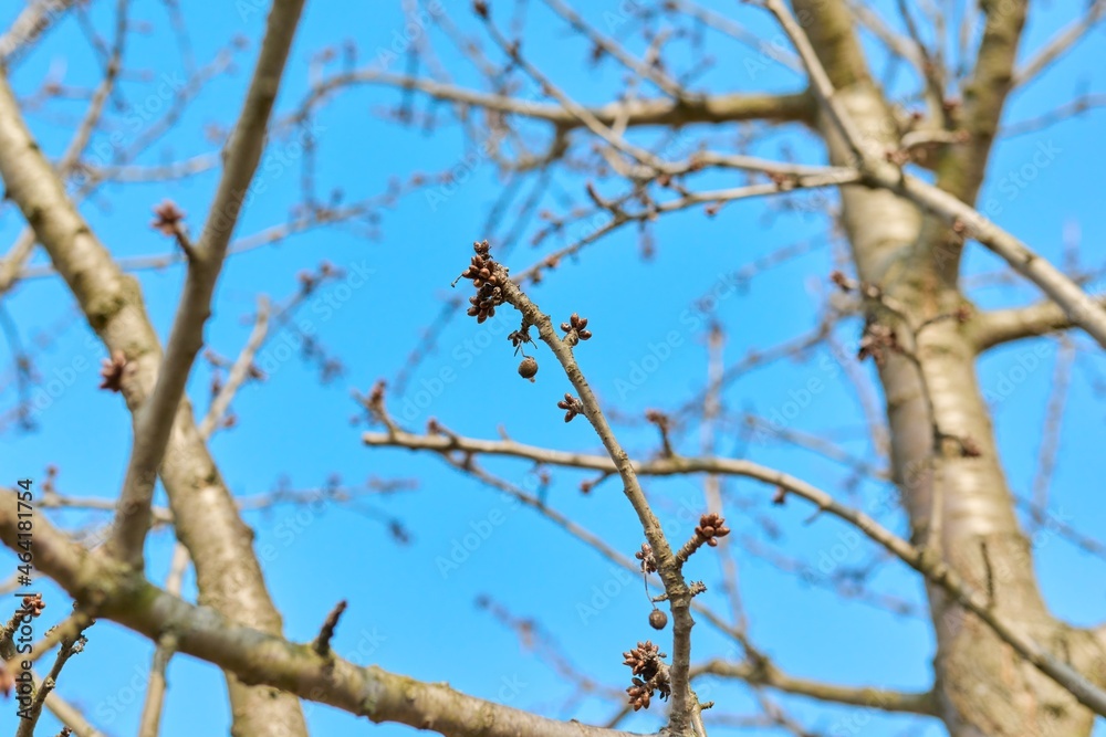 Early spring, branches with buds of a cherry tree against a blue sky Early spring, branches with buds of a cherry tree against a blue sky