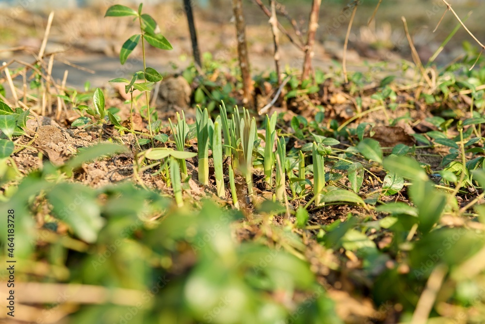 Early spring, sprouting flowers in a sunny flower bed in a backyard garden