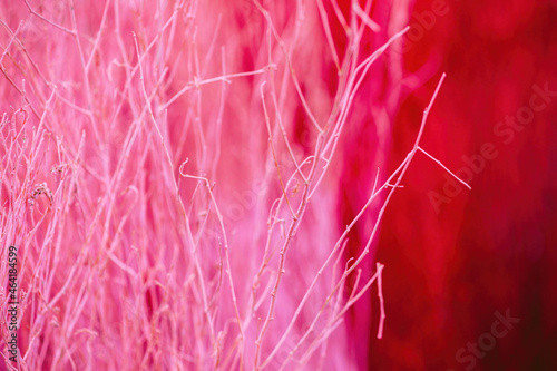 Close up colorful texture of dry branch tree.