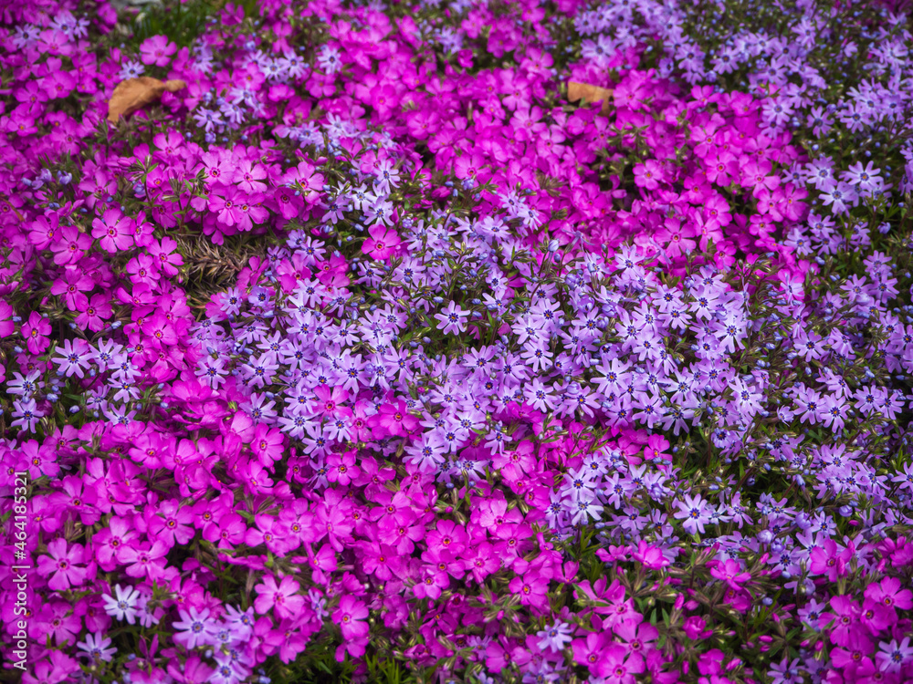 Purple sea of flowers, pillow phlox, Subulate Phlox. Flowers of creeping phlox, carpet, awl-shaped, groundcover. Small multicolored flowers of blooming phlox.Shallow depth of field Purple sea of flowers, pillow phlox, Subulate Phlox. Flowers of creeping phlox, carpet, awl-shaped, groundcover. Small multicolored flowers of blooming phlox.Shallow depth of field