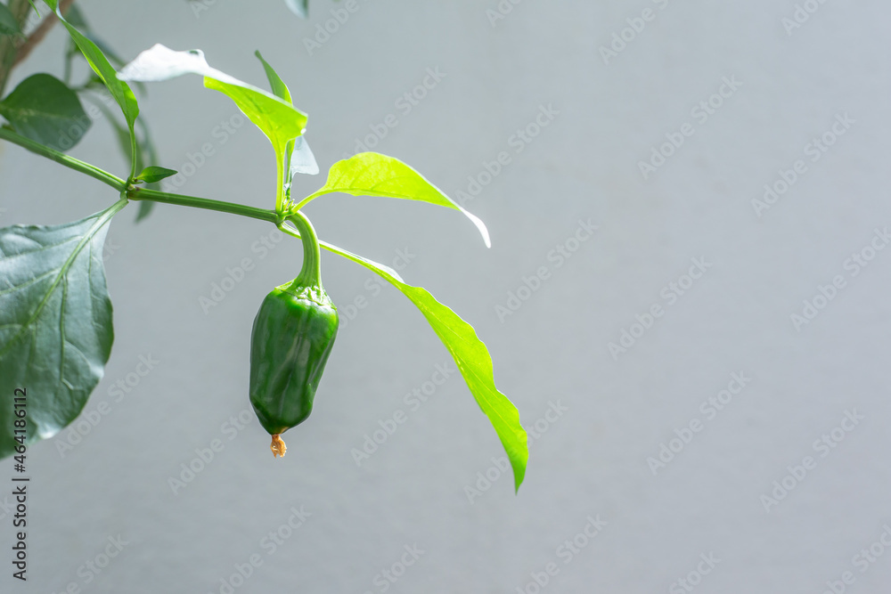 家庭菜園で実がなるピーマン 夏野菜 ピーマンの葉 日本 Stock Photo Adobe Stock