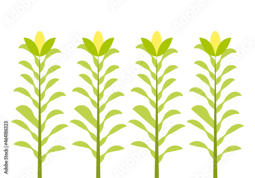 Plantas de maíz, en fondo blanco.