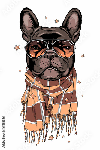 Angry french bulldog in a scarf. Stylish image for printing on any surface	