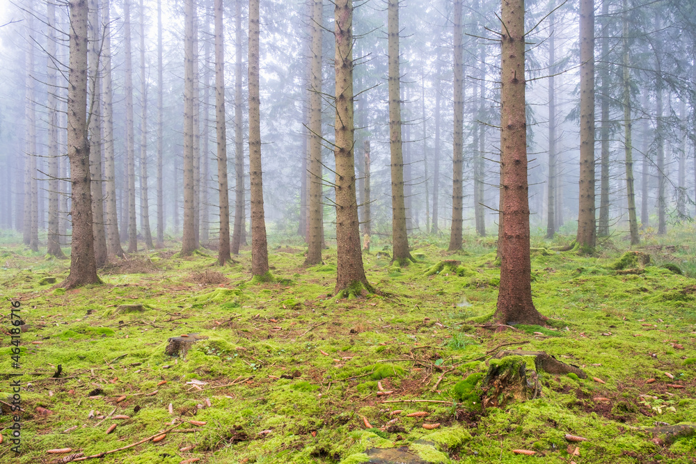 Mossy spruce forest with fog