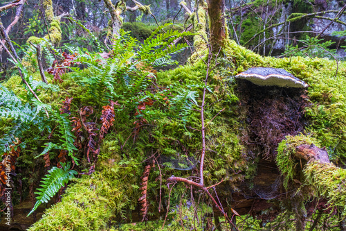 Fern and a Red belted conk growing on a fallen tree