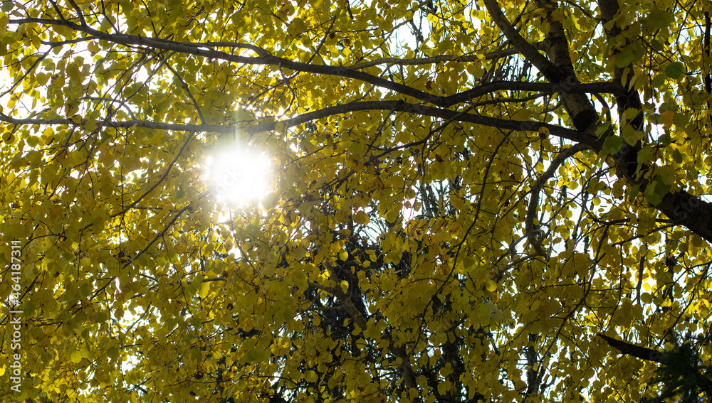 Obraz premium the sun's rays in the autumn forest