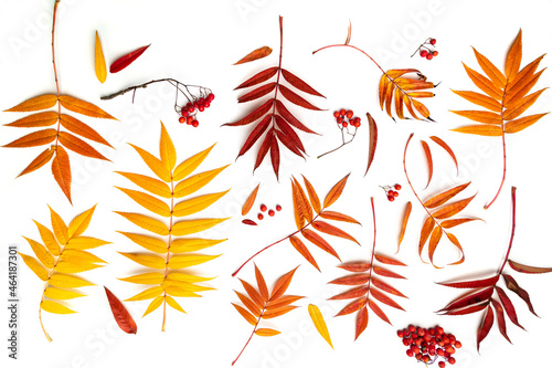 Autumn set of deciduous fall. The leaves and twigs of red mountain ash are yellow, red, orange on a white background with soft shadows. Colorful rowan leaves