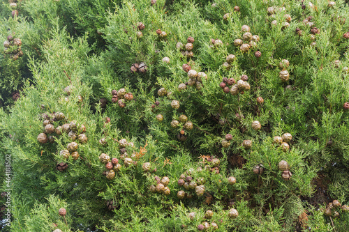 closed angle of the crown of a Cupressus sempervirens tree with fruit. Cupressaceae, Plantae, Pinopsida, cipres photo