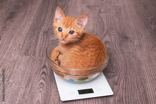 Fototapeta Naklejka Na Ścianę i Meble -  Small ginger kitten in a cup on scales