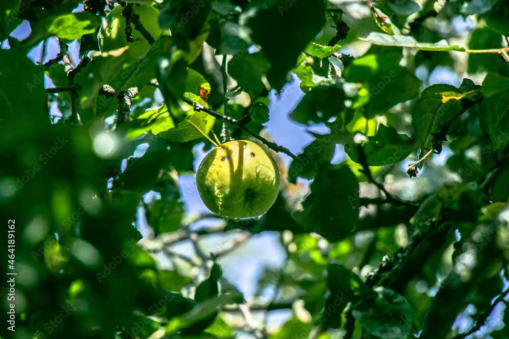 juicy, ripe apples, illuminated by the rays of the sun on the branch of an apple tree.autumn fruit harvest juicy, ripe apples, illuminated by the rays of the sun on the branch of an apple tree.autumn fruit harvest