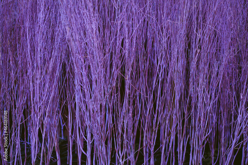 Close up colorful texture of dry branch tree.