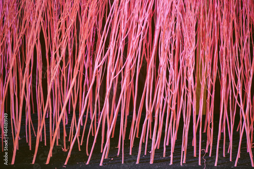 Close up colorful texture of dry branch tree.