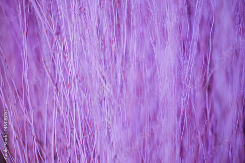 Close up colorful texture of dry branch tree.