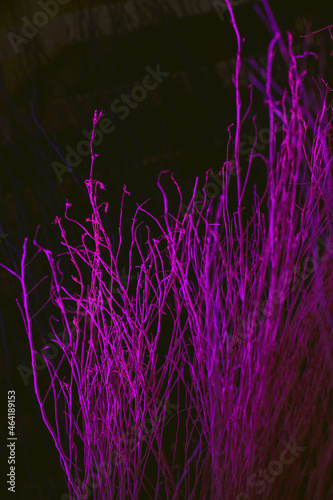 Close up colorful texture of dry branch tree.