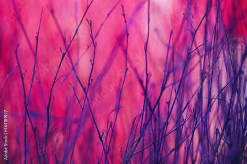 Close up colorful texture of dry branch tree.