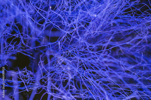 Close up colorful texture of dry branch tree.