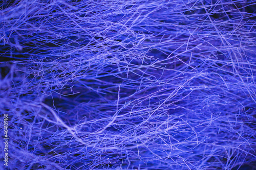 Close up colorful texture of dry branch tree.