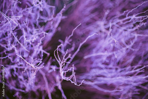 Close up colorful texture of dry branch tree.