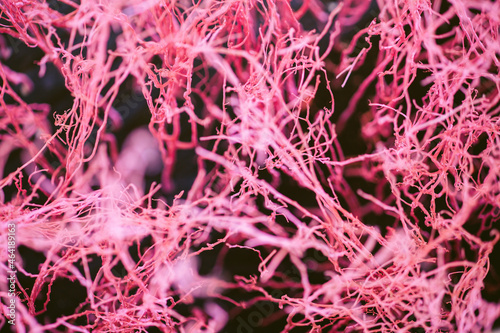 Close up colorful texture of dry branch tree.