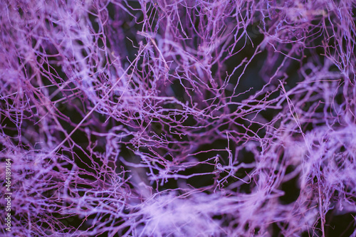Close up colorful texture of dry branch tree.