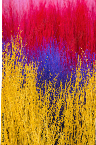 Close up colorful texture of dry branch tree.