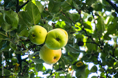 juicy, ripe apples, illuminated by the rays of the sun on the branch of an apple tree.autumn fruit harvest