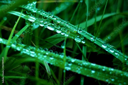 Morning dew on the grass