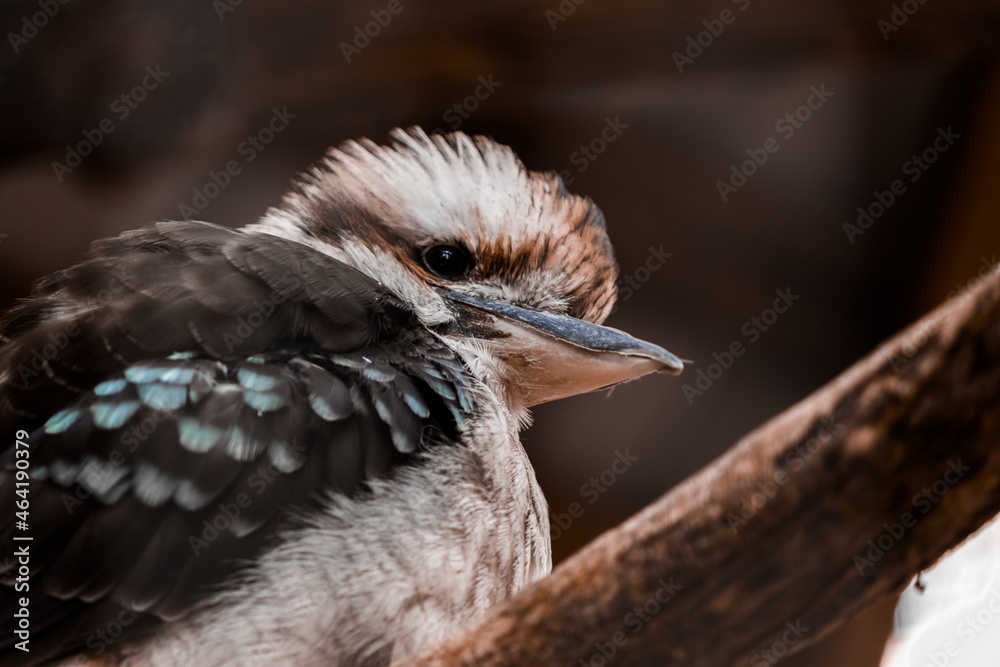 Fototapeta premium The kookabara bird sits on a branch and looks to the side. The onset of cold weather. High quality photo